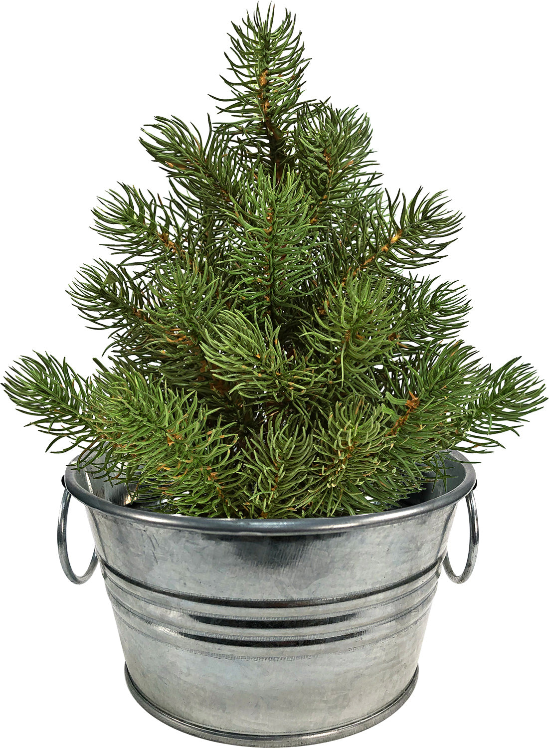 Perfect Pine Grow Your Own Christmas Tree