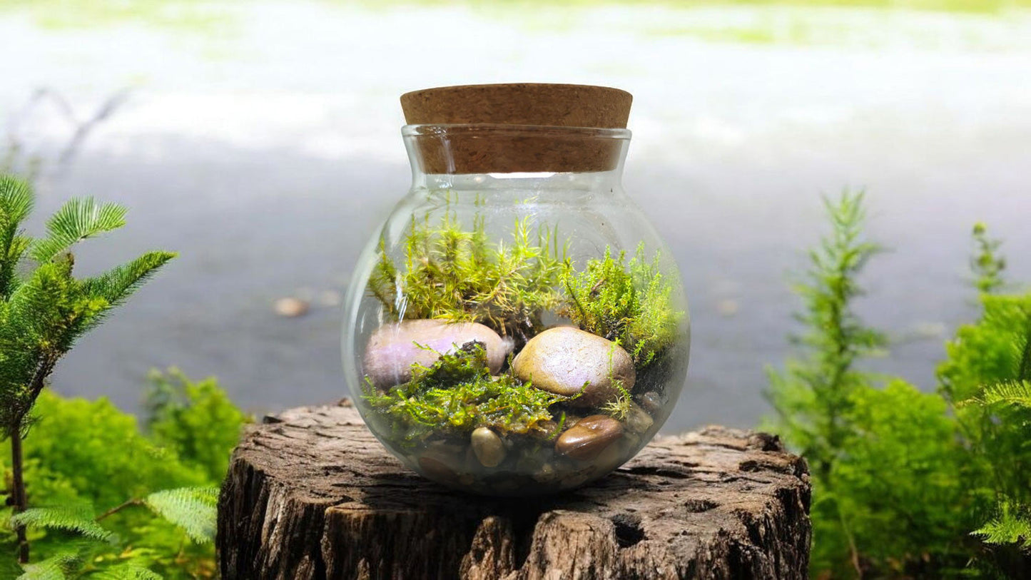 MossBowl Grow Your Own Oasis