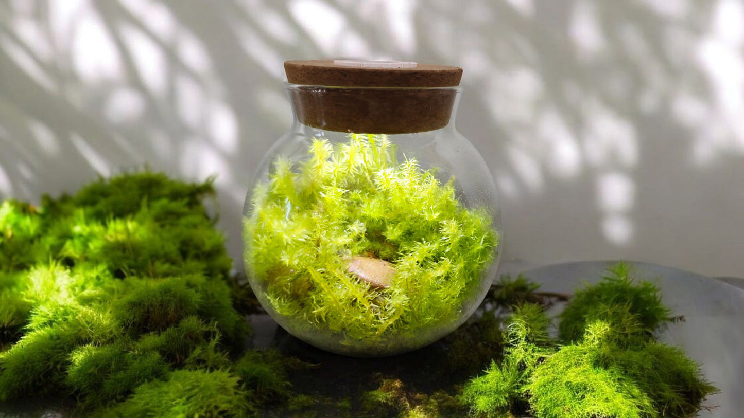 MossBowl Grow Your Own Oasis