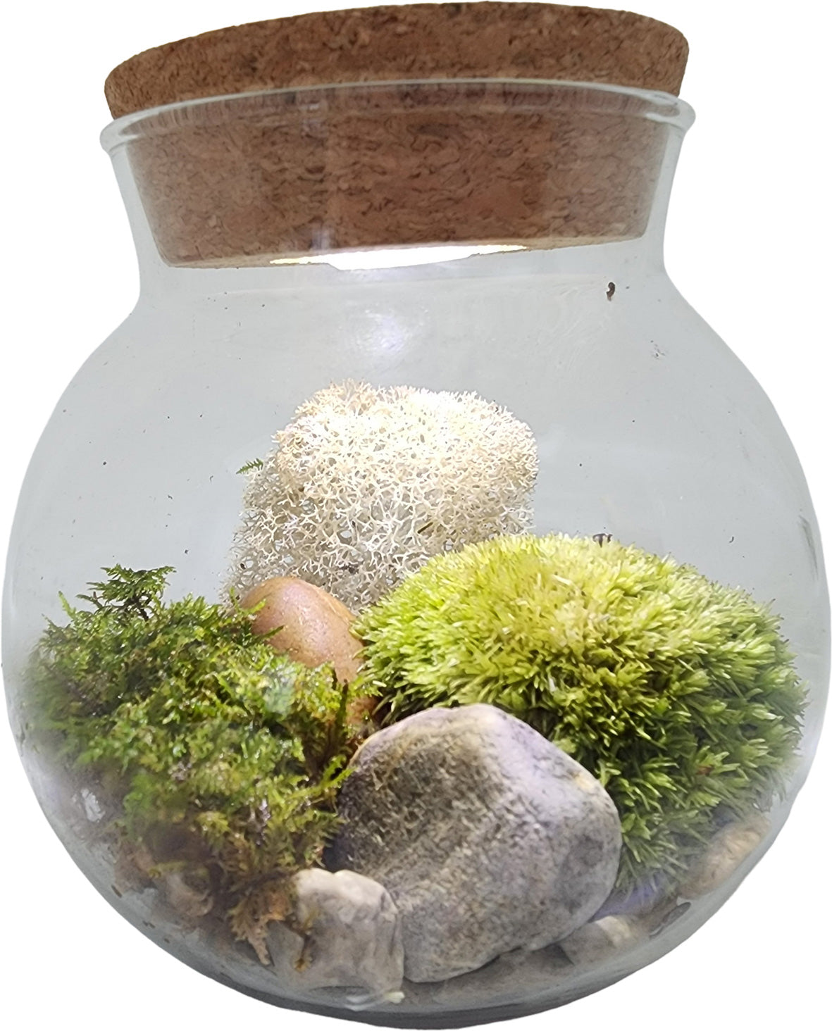 MossBowl Grow Your Own Oasis