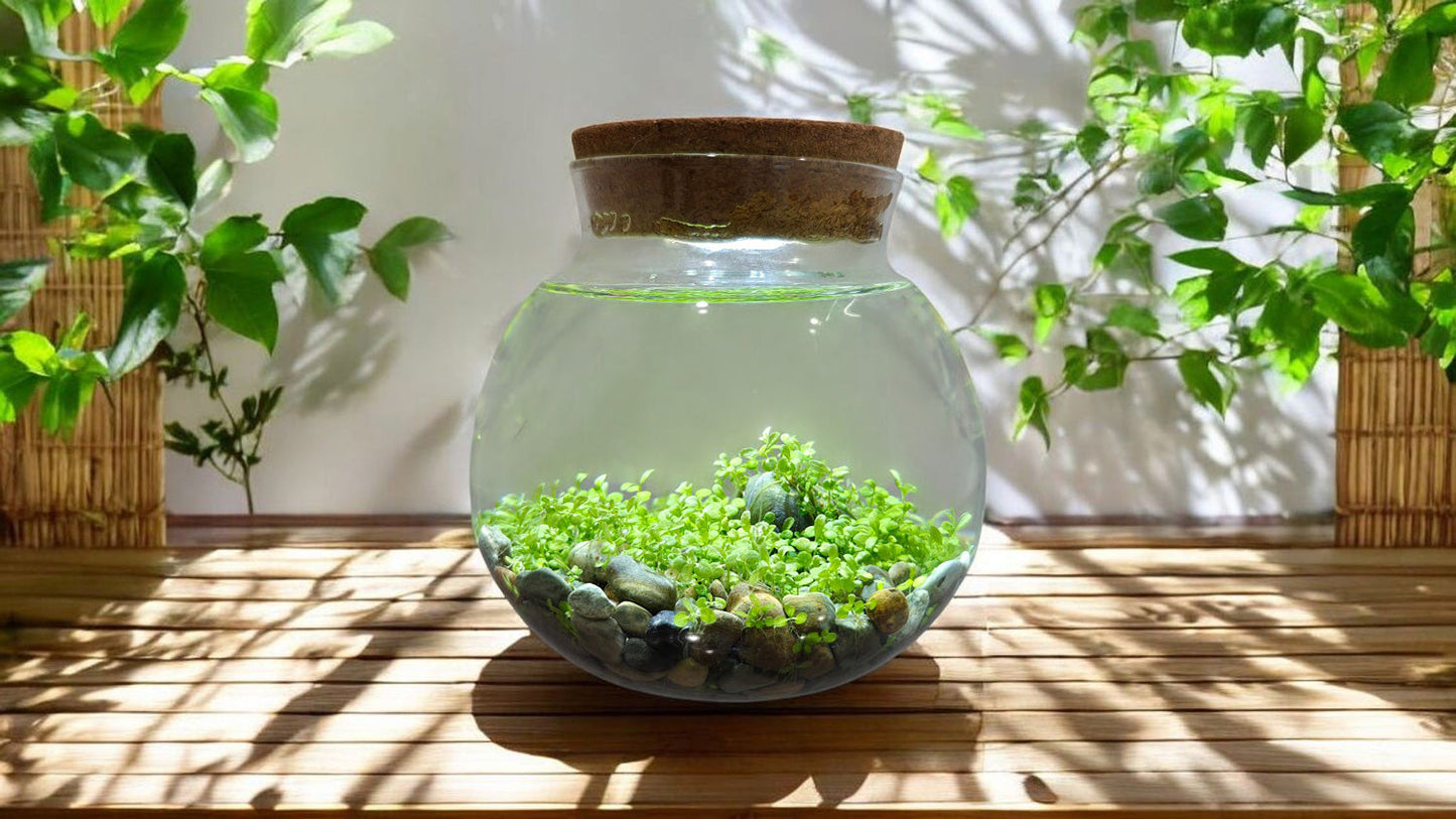 WaterPlants Create Your Own Aquascape