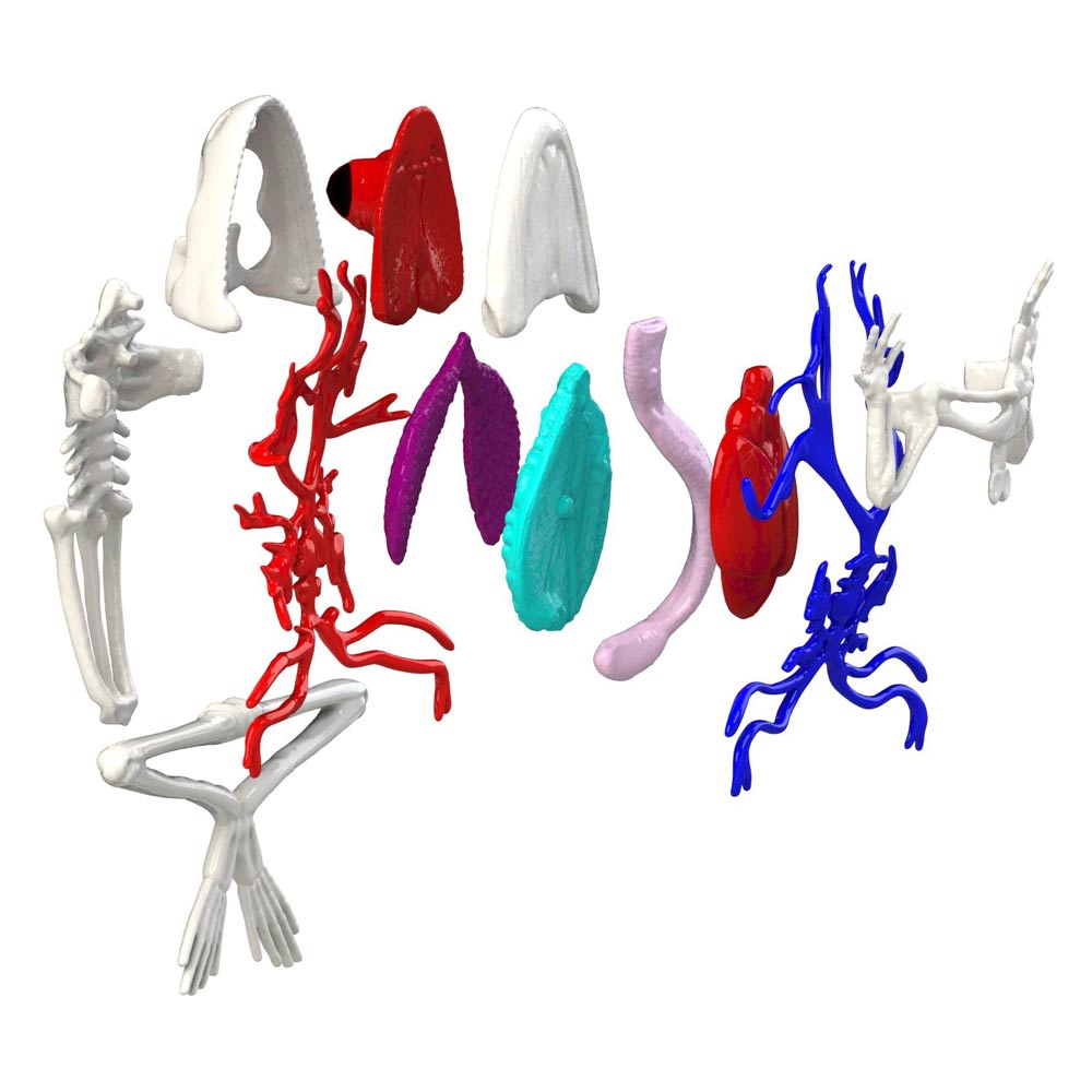 Dissect-It Frog Super Lab