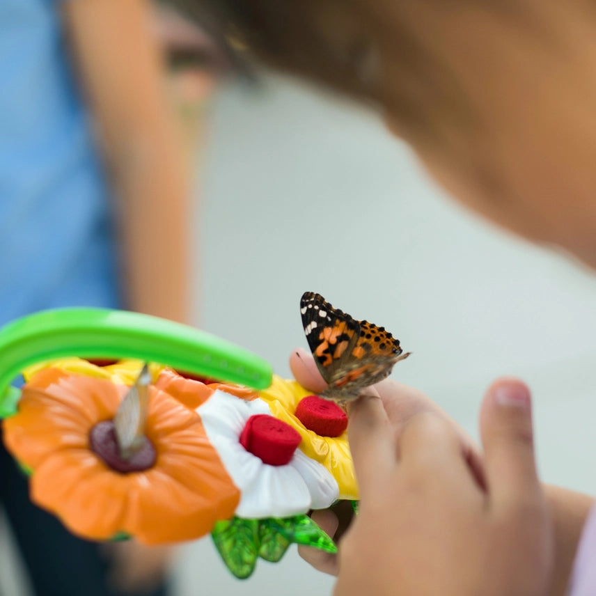 Butterfly Feeder