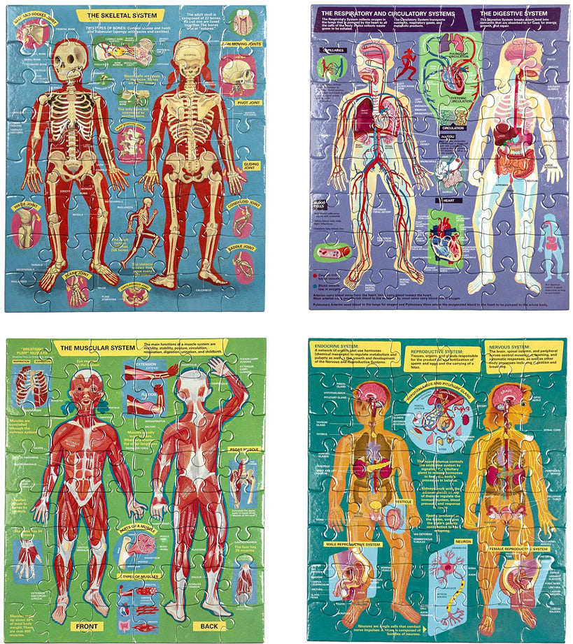 Human Anatomy Body Systems - Four 48 Piece Puzzles