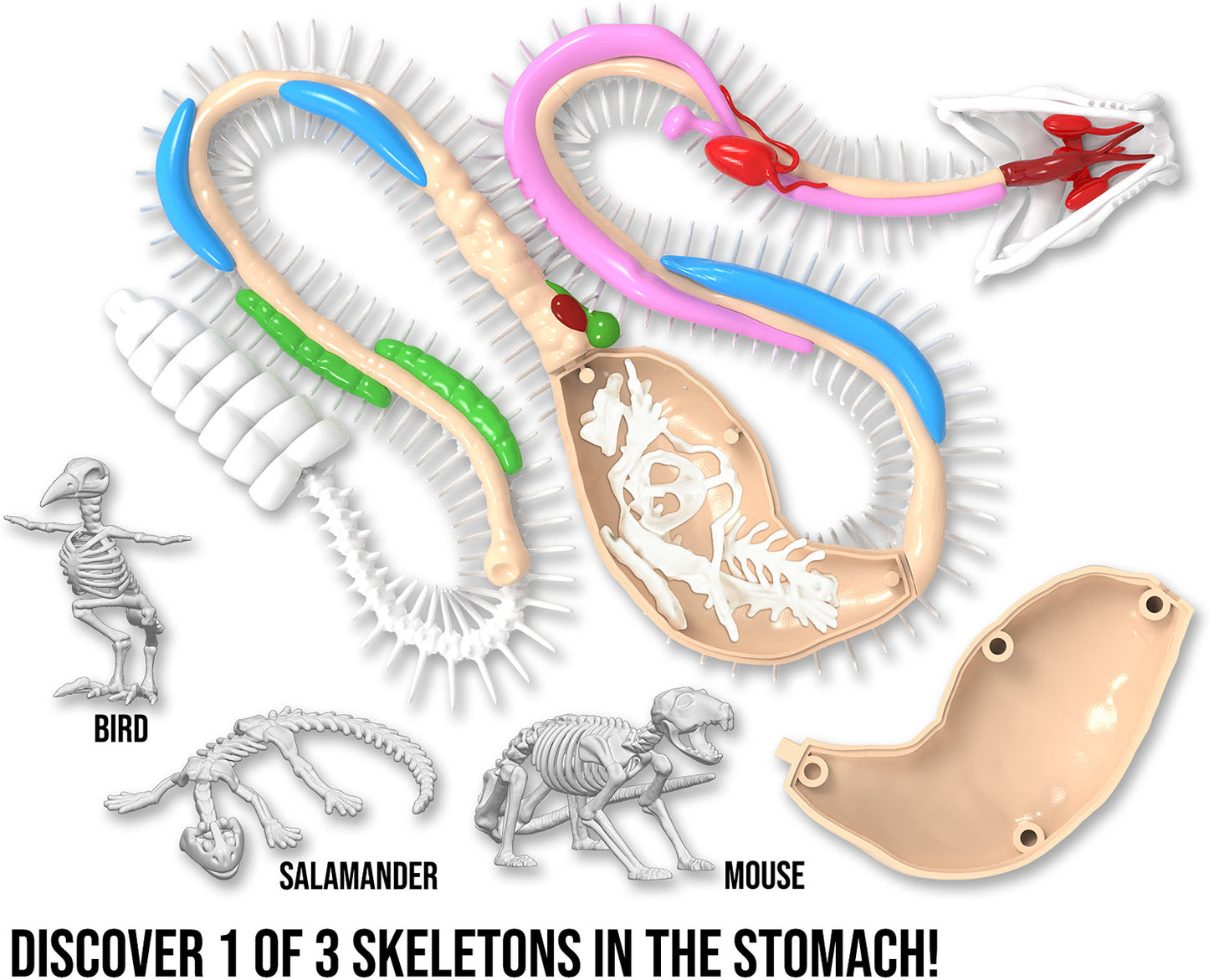 Dissect-It+ Rattlesnake Super Lab Kit