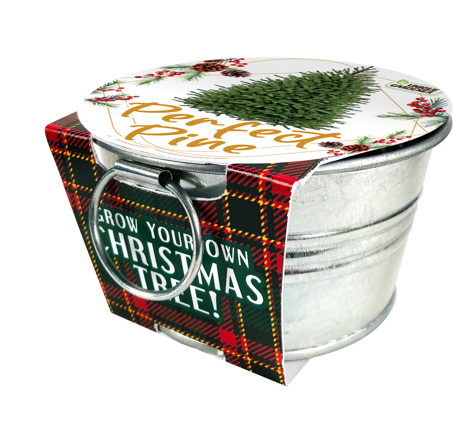 Perfect Pine Grow Your Own Christmas Tree